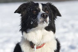 Border Collie Emely wartet