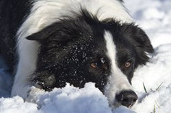 nachdenklicher Border Collie