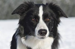 Border Collie durchdringender Blick