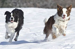 rennende Border Collies