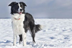 Border Collie Nachzucht