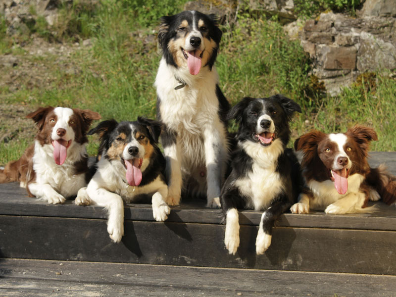 Rassebeschreibung Border Collie