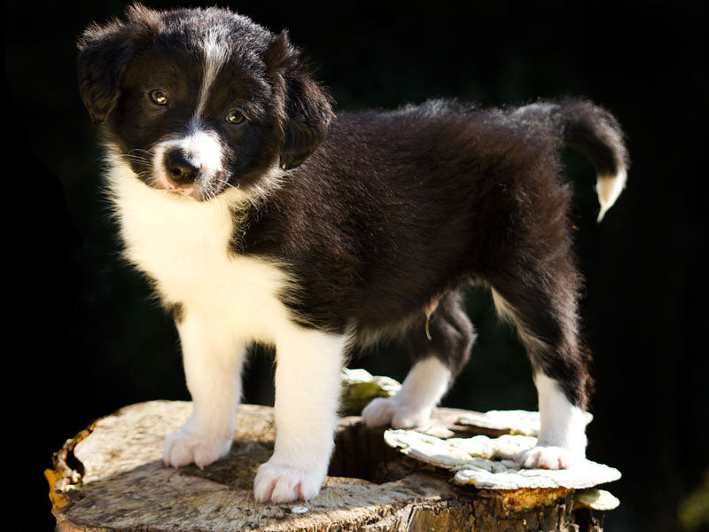 Border Collie schwarz weiss