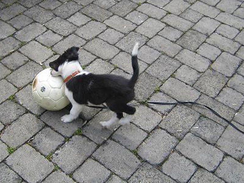 Ball mit Hund