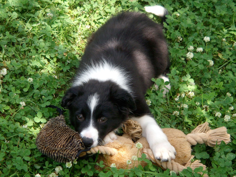 Border Collie Welpe Spiel