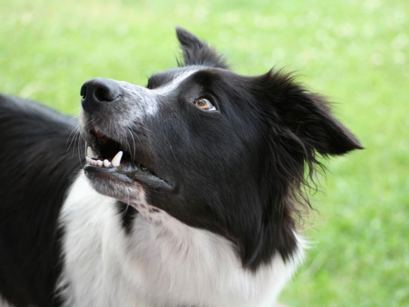 fixieren Border Collie