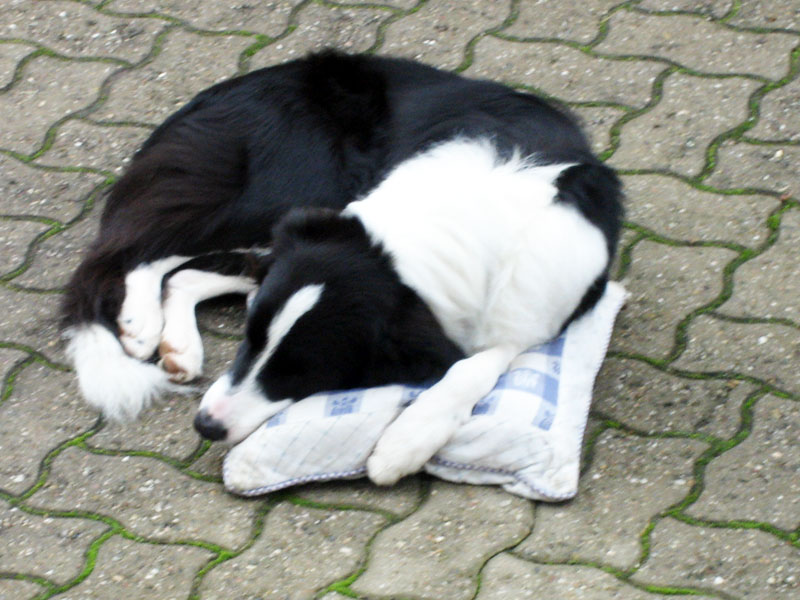 schlafender Border Collie