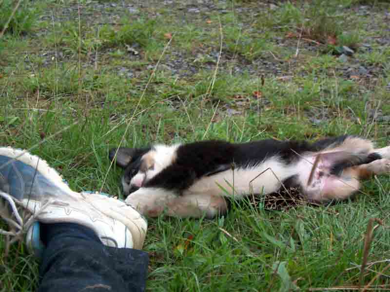 Border Collie Welpe ist neugierig